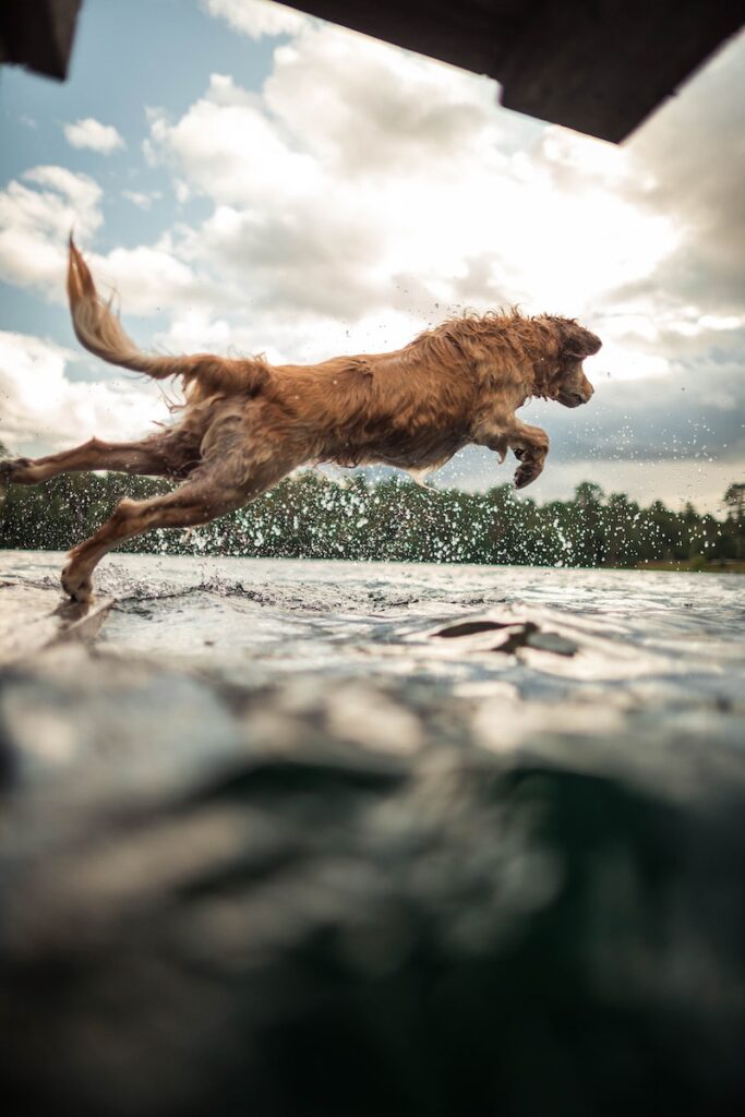 - NeposlušnéTlapky Adult Tan Dog About to Jump on Body of Water