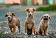 selective focus photography of three brown puppies