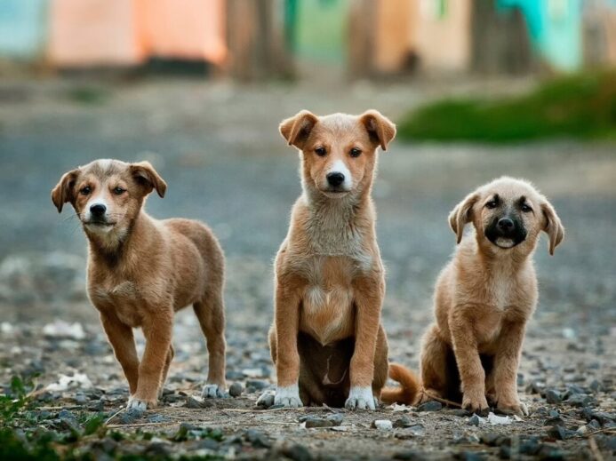 selective focus photography of three brown puppies