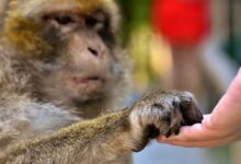 barbary macaque, feed, threatend species