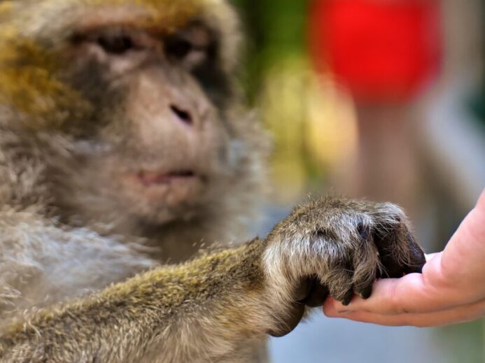 barbary macaque, feed, threatend species