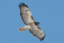 red-tailed hawk