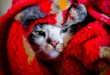 shallow focus photography of cat under textile