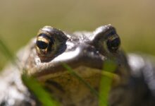Head of a Frog Over a Body of Water