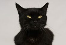 Close-Up Photo of a Cute Black Cat