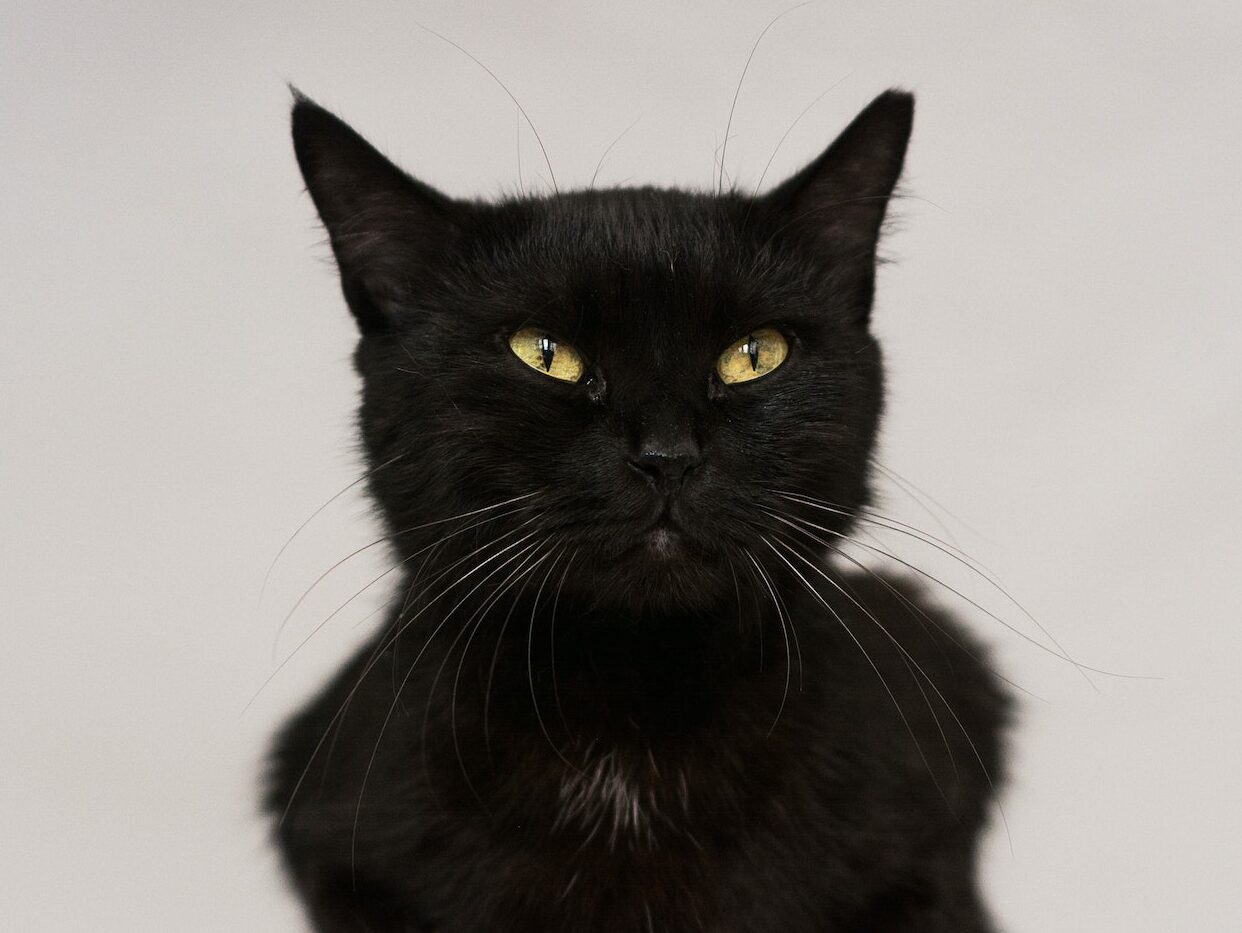 Close-Up Photo of a Cute Black Cat