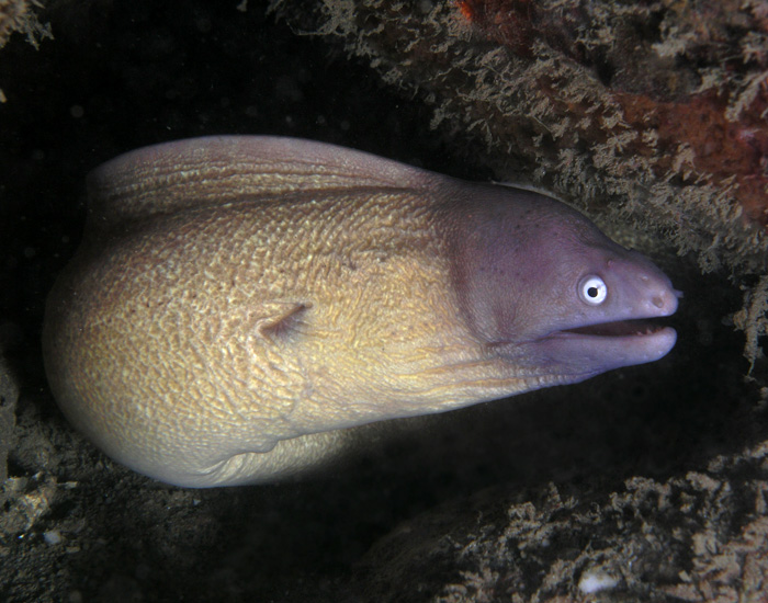 White eyed moray eel - NeposlušnéTlapky