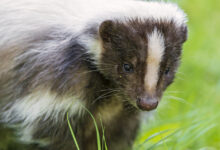 Pepe the skunk in the grass
