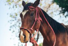 Brown Horse in Close-Up Photography
