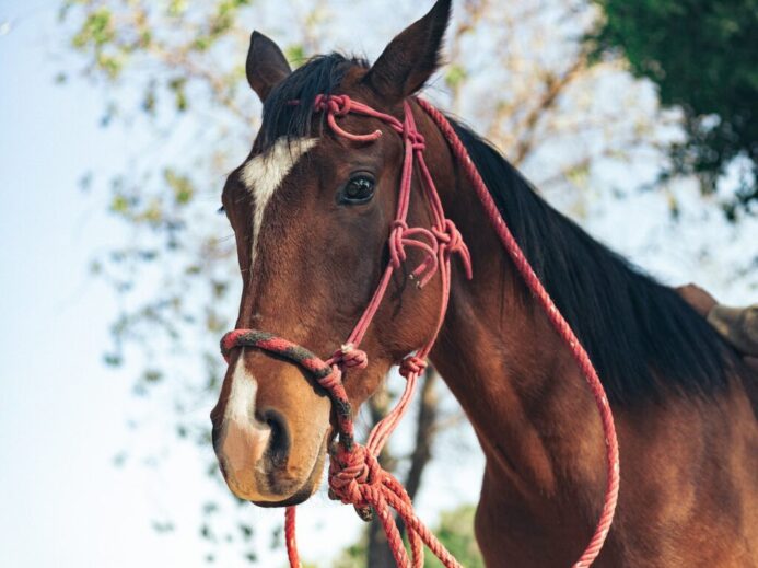 Brown Horse in Close-Up Photography