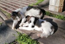 Cat Lying Beside a Puppy