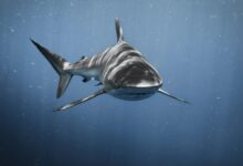 a great white shark swimming in the ocean