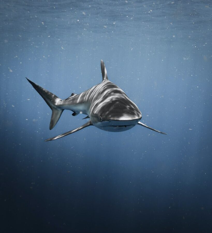 a great white shark swimming in the ocean