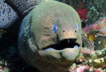 Giant moray eel with teeth at Halahi Reef, Red Sea, Egypt #SCUBA #UNDERWATER #PICTURES