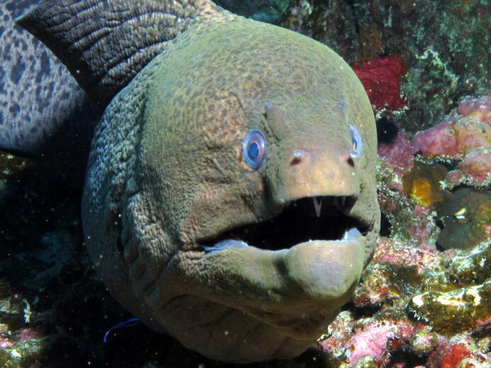 Giant moray eel with teeth at Halahi Reef, Red Sea, Egypt #SCUBA #UNDERWATER #PICTURES