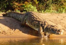 crocodile on body of water during daytime