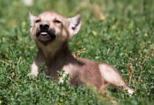 Wolf puppy
