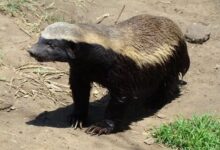 Honey Badger