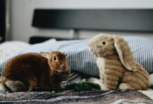 two rabbit plush toys on top of bed