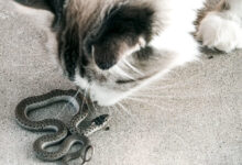 Cat vs. Snake