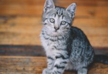 silver tabby cat on brown wooden floor