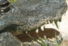 Aligator