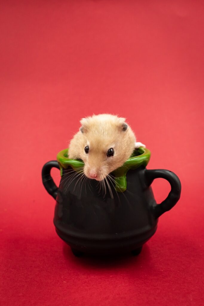 a small rodent sitting inside of a black cup