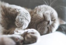 brown cat sleeping on white textile