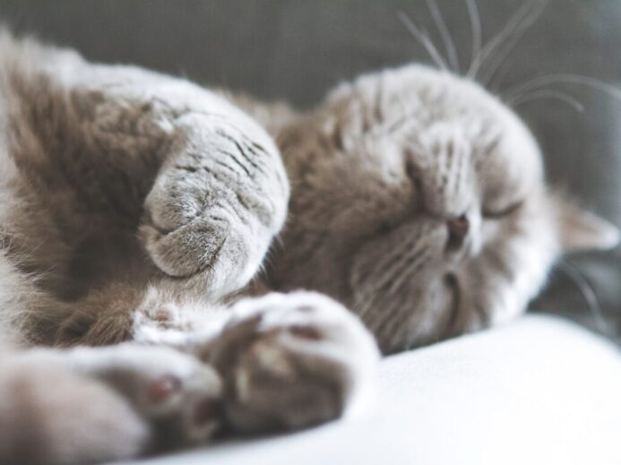 brown cat sleeping on white textile