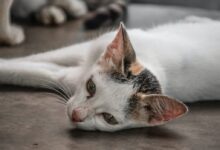 a cat laying on the floor with its eyes closed