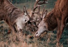 a couple of deer standing on top of a grass covered field
