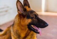 brown and black German shepherd dog