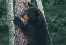 black bear on brown tree trunk