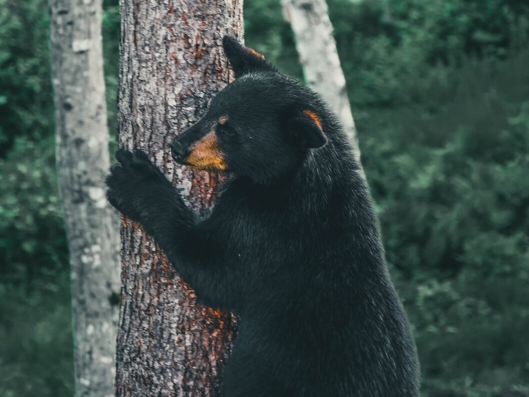 black bear on brown tree trunk