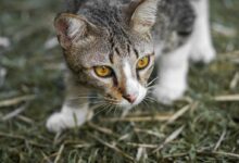 cat walking in green grass