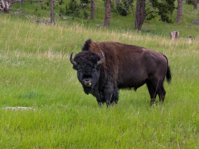 bison standing on grass field