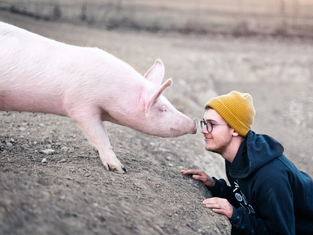 - NeposlušnéTlapky white pig with yellow knit cap