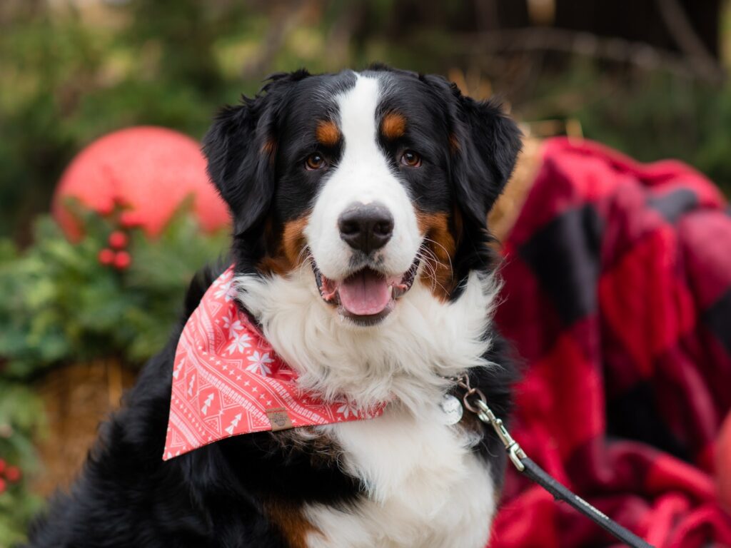 - NeposlušnéTlapky a black and white dog wearing a red bandana