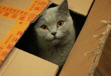 russian blue cat in brown cardboard box