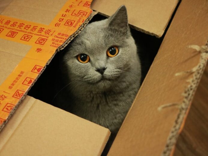 russian blue cat in brown cardboard box