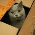 russian blue cat in brown cardboard box