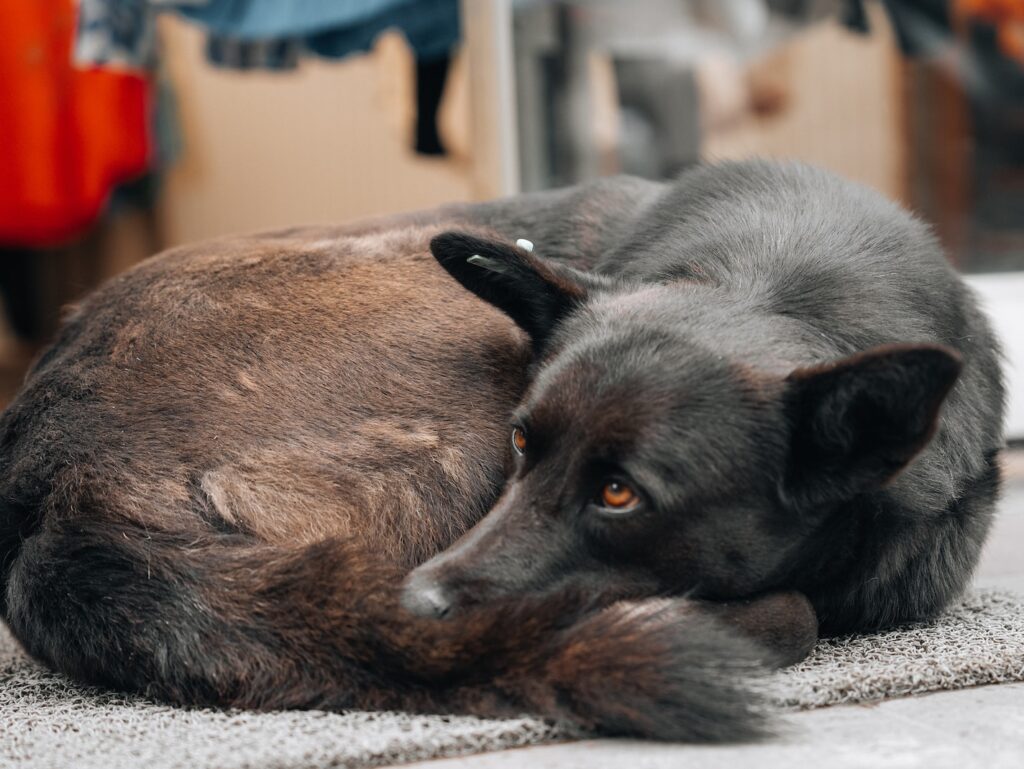 a black dog laying on the ground next to a door