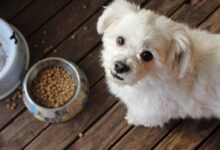white long coat small dog on brown wooden floor