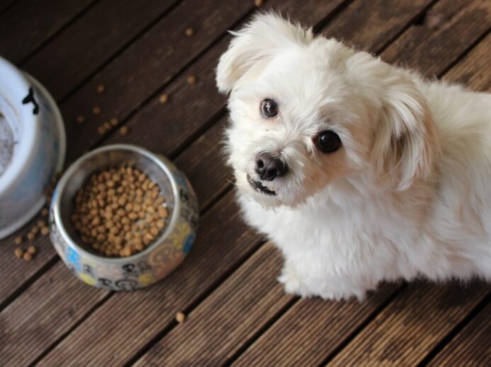 white long coat small dog on brown wooden floor