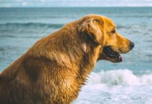 a dog standing in the water