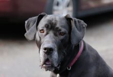 black short coated large dog