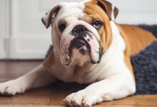 a brown and white dog laying on top of a wooden floor