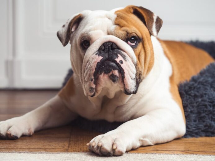 a brown and white dog laying on top of a wooden floor
