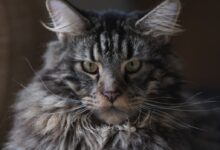 brown tabby cat in close up photography