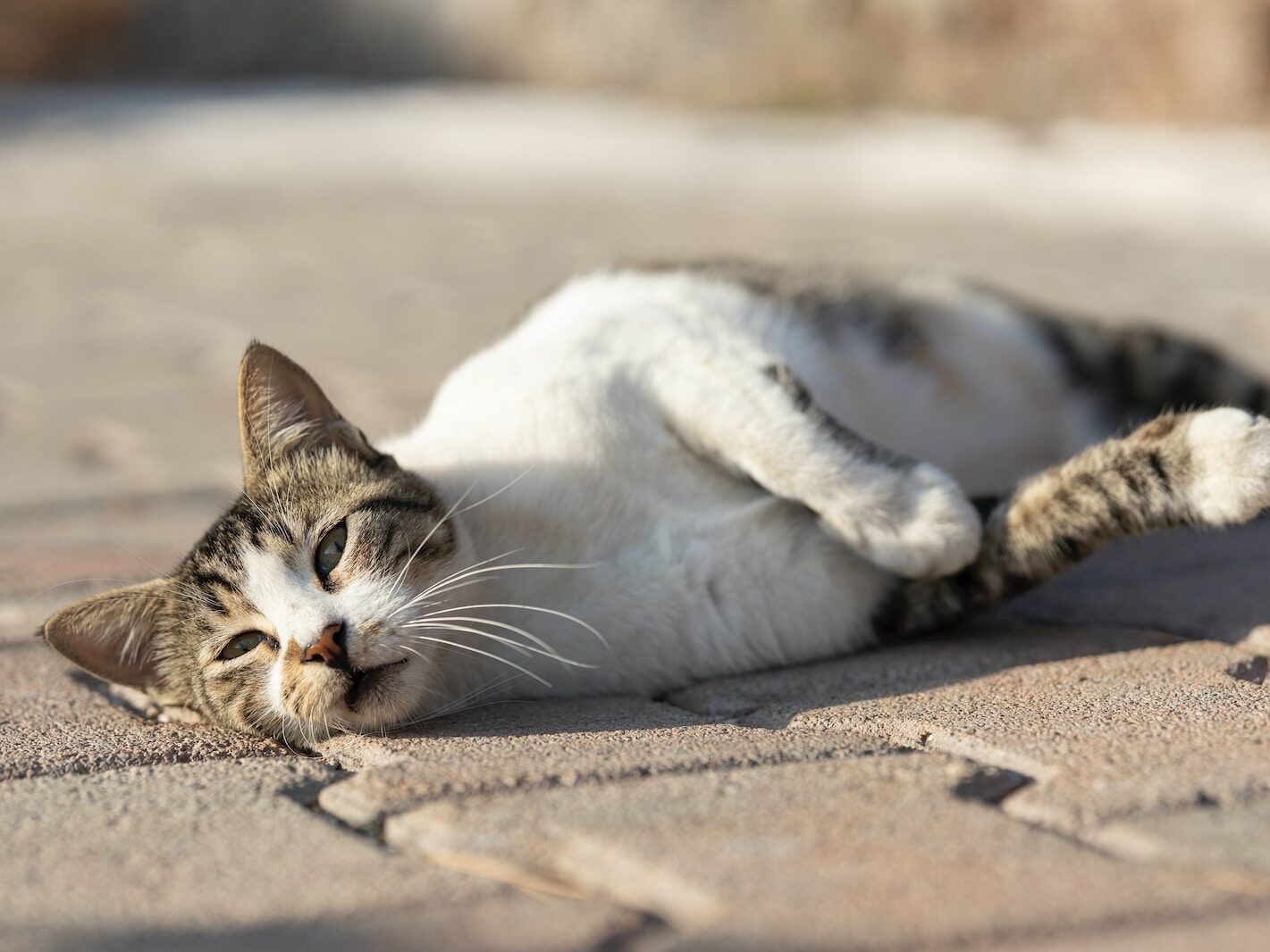 white and brown cat lying on brown sand during daytime